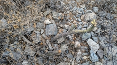 (c) Thibaud Aronson, some rights reserved (CC BY-SA) Austrocylindropuntia pachypus, photograph (c) Thibaud Aronson, some rights reserved (CC BY-SA)