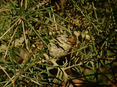 Hakea decurrens physocarpa