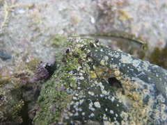 Eatoniella