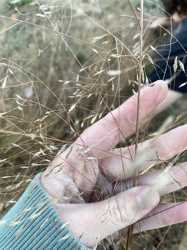 Sand Lovegrass (Eragrostis trichodes)