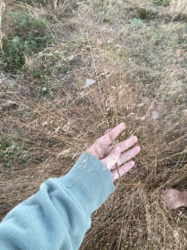 Eragrostis trichodes, photograph 2