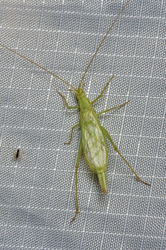 Fast-calling tree cricket photo 5