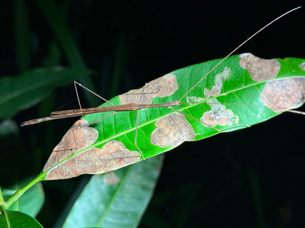 Cyclone Larry Stick Insect from Collins Ave, Edge Hill, QLD, AU on ...