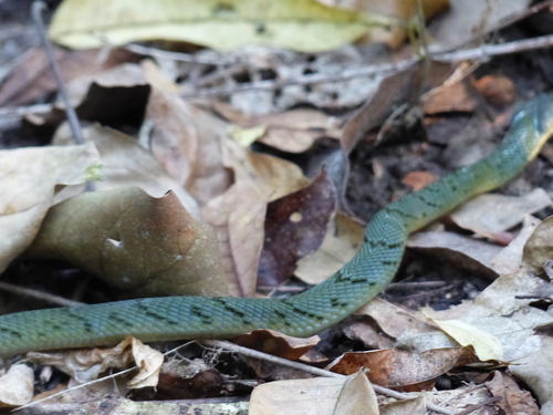 Forest Night Adder