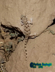 Tenuidactylus caspius