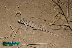 Tenuidactylus caspius
