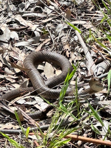 Eastern Brown Snake sighting