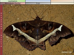 Cyligramma disturbans