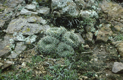 Lobivia cinnabarina