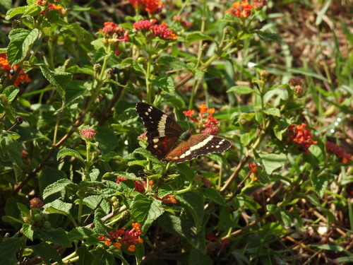 Banded Peacock photo 5
