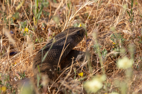 Mainland Dugite sighting