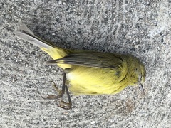 Leiothlypis celata lutescens