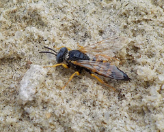 Palarus variegatus