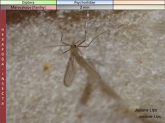 Phlebotominae