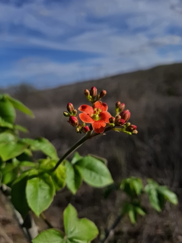 Jatropha mollissima, photograph 3