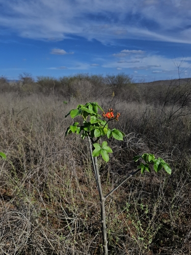 Jatropha mollissima, photograph 4