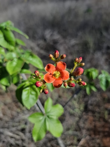 Jatropha mollissima, photograph 5
