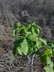 Jatropha mollissima, photograph (c) Fabricio Carvalho da Silva, some rights reserved (CC BY)