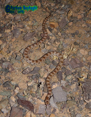 Lytorhynchus ridgewayi