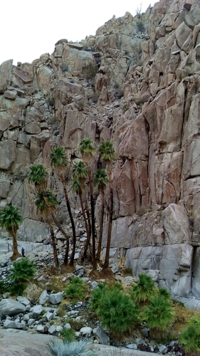 Washingtonia filifera