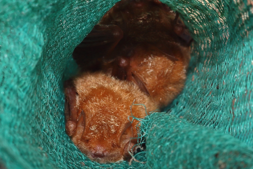Damara Woolly Bat