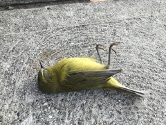 Leiothlypis celata lutescens