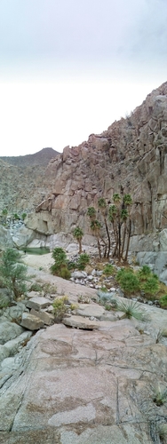 Washingtonia filifera
