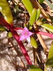 Sesuvium portulacastrum