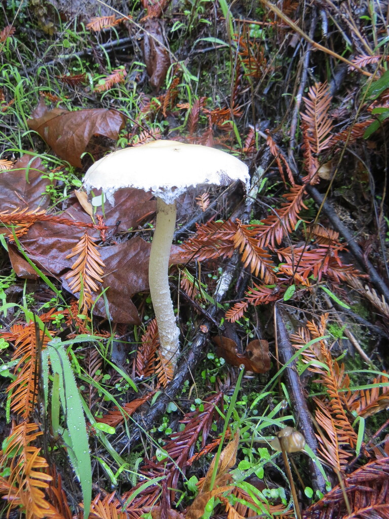 Stropharia ambigua · November 2025 · photo: © garth_harwood (iNaturalist, cc-by)