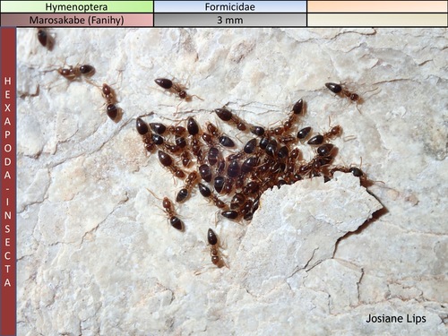 Technomyrmex anteropsTechnomyrmex anterops
