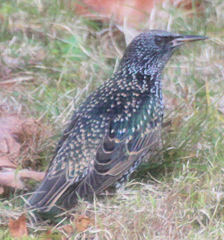 Sturnus vulgaris
