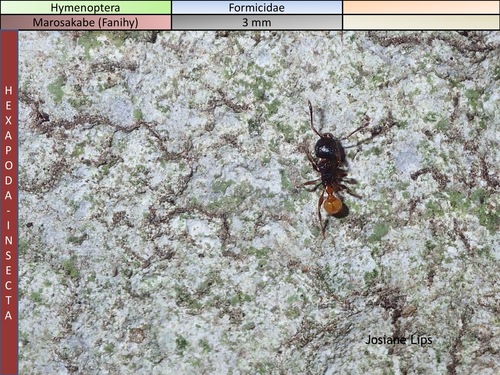 Tetramorium bonibonyTetramorium bonibony