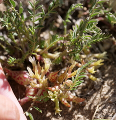 Astragalus lentiginosus semotus