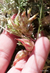 Astragalus lentiginosus semotus