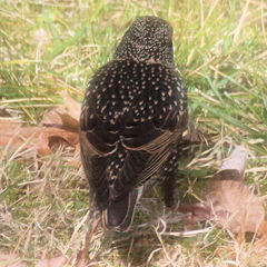 Sturnus vulgaris