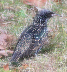 Sturnus vulgaris