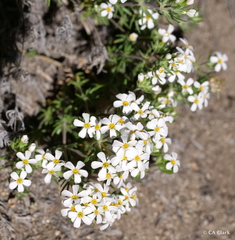 Leptosiphon nuttallii pubescens