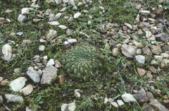 Lobivia cinnabarina