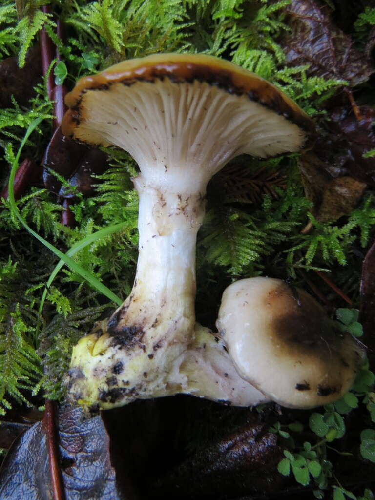 Gomphidius oregonensis · November 2025 · photo: © garth_harwood (iNaturalist, cc-by)