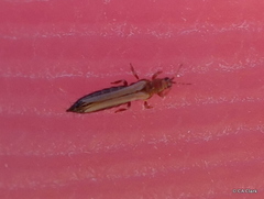 Thrips