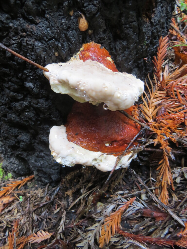 Fomitopsis mounceae · November 2025 · photo: © garth_harwood (iNaturalist, cc-by)