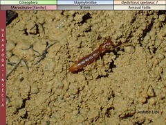 Oedichirus spelaeus