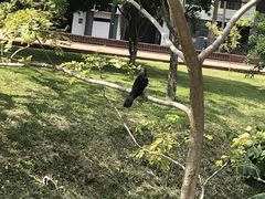 Crotophaga ani