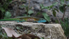 Cnemidophorus lemniscatus