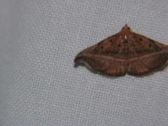 Corgatha ancistrodes