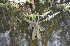 Thompsonella platyphylla