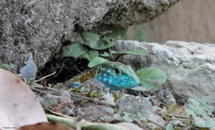 Cnemidophorus lemniscatus