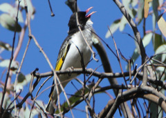 Grantiella picta