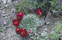 Lobivia cinnabarina