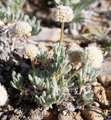 Eriogonum gracilipes